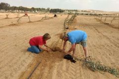 Para reconstruir Israel, cristãos querem plantar até 20 mil árvores por ano