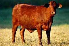 Novilha vermelha nasce em Israel e aumenta expectativas para o Terceiro Templo