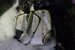 Bíblia é encontrada intacta dentro de carro destruído por incêndio nos EUA