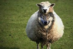 Por que tanta gente segue falsos mestres?