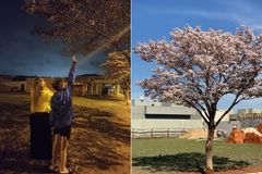 Árvore seca produz flores em instantes, após mulher profetizar: "Tive fé para isso"