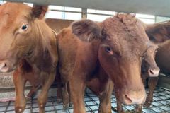 Novilhas vermelhas chegam a Israel e levantam questões sobre sinais proféticos