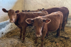 Judeus especulam que novilhas vermelhas em Israel indicam a reconstrução do 3º Templo