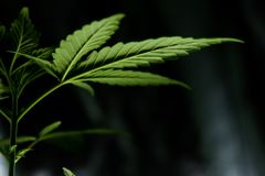 Comissão da Câmara aprova texto que libera cultivo de cannabis para fins medicinais