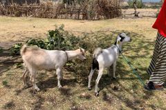 Missionários doam cabras para mulheres sustentaram suas famílias na África