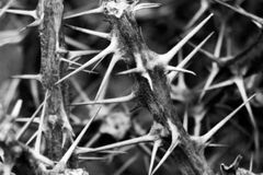 Espinheiro de Juízes 9 é exortação a omissos: ‘Grito de alerta'