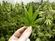 Projeto de lei propõe legalizar cultivo de maconha para uso medicinal no Brasil