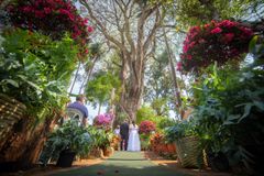 Noivos cristãos se casam embaixo da árvore onde se conheceram: ‘A espera valeu a pena’