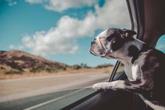 5 destinos nacionais para viagens com pets