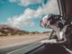 5 destinos nacionais para viagens com pets