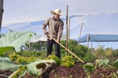 Homem planta alface por 10 anos para construir igreja: \"Oramos a Deus por recursos\"