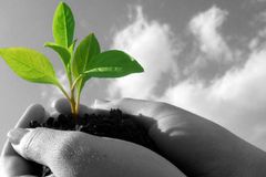 O evangelho não germinará a menos que seja pregado com fé