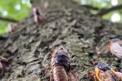 Apocalipse de cigarras: Milhões de insetos vão invadir os EUA pela 1ª vez em 200 anos