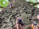 Apocalipse de cigarras: Milhões de insetos vão invadir os EUA pela 1ª vez em 200 anos