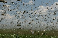 Nuvem de gafanhotos invade a Argentina e pode chegar ao Brasil