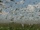 Nuvem de gafanhotos invade a Argentina e pode chegar ao Brasil