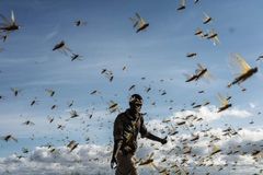 Etíopes se abrem para o Evangelho em meio a enxames de gafanhotos