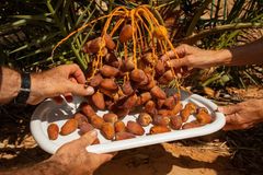 Sementes de tâmaras dos tempos bíblicos são \"ressuscitadas\" após 2 mil anos