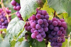 Verão: Tempo de frutos e intencionalidade