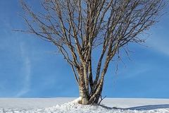 Inverno: Tempo de silêncio e fortalecimento interior