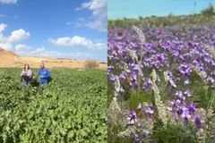 Deserto em Israel floresce e remete a profecia bíblica: “Um lugar morto está dando vida”