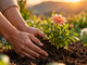 O solo antes da flor — saúde mental é o terreno do florescer