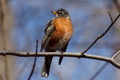 Songbirds Are Dying Across the Eastern U.S. and Scientists Can’t Figure Out Why
