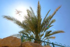 Date Palm Sprouted from Ancient Seed Gives Fruit Like That of Bible Times