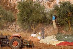 ‘A Gesture of Goodwill’: Israel Welcomes Lebanese Farmers for Olive Harvest