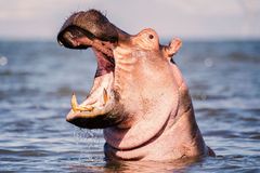Do Hippos Now Have More Rights Than Unborn Humans? Here's the Shocking Ruling from US Federal Court
