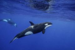 An Orca Mother Carried Her Dead Calf’s Body With Her for Weeks in Mourning