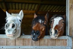 The FDA Is Basically Begging People to Stop Taking Horse Deworming Pills to Prevent COVID-19