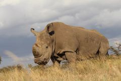 The Only Male Northern White Rhino Left In the World Is Dying