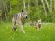 Trump Has Stripped Protections From America’s Gray Wolves
