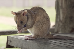 Magawa the Landmine Detecting Rat Has Won a PDSA Gold Medal for Saving Countless Lives