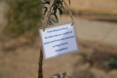 Green Mosul project to plant 5000 trees in war-torn Iraqi city