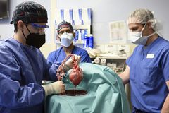 U.S. surgeons transplant pig heart to human patient