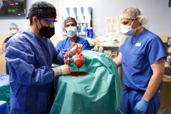 In 1st, US Surgeons Transplant Pig Heart into Human Patient