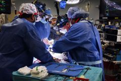 In historic surgery, man gets new heart from genetically-modified pig