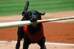 Meet Finn the Bat Dog, Who Loves Baseball and Also Loves You, Probably - RELEVANT