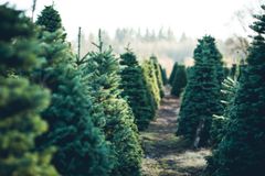 No, Christmas Trees Don't Have 'Pagan' Roots - RELEVANT