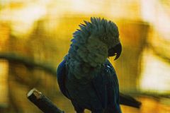 The Blue Macaw Parrot Made Famous in 'Rio' Is Officially Extinct In the Wild - RELEVANT