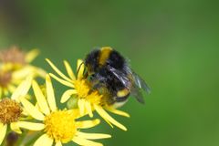 Report: The American Bumblebee Has Disappeared Entirely From Eight States - RELEVANT