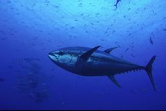 This Month, 27 Species Were Taken Off the Endangered List — Because They're Extinct  - RELEVANT