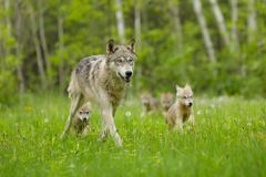 Trump Has Stripped Protections From America's Gray Wolves - RELEVANT