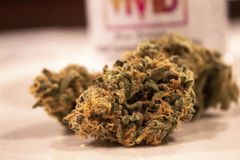 Minnesota groups including Catholic Church unite to oppose marijuana legalization