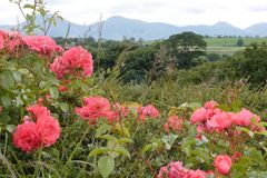 Healing Powers of Essential Oils from the Bible Making a Comeback