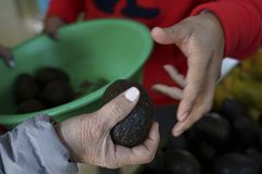 U.S. inspector threatened; avocado imports halted