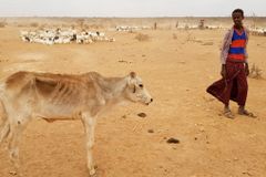 Church Asks for Help Feeding People and Animals in Ethiopia