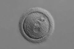 Experts respond to Biden: Biology and theology agree, human life begins at conception